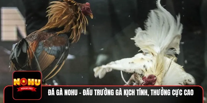 Đá gà cựa dao NOHU – Những cú ra đòn chí mạng đầy kịch tính