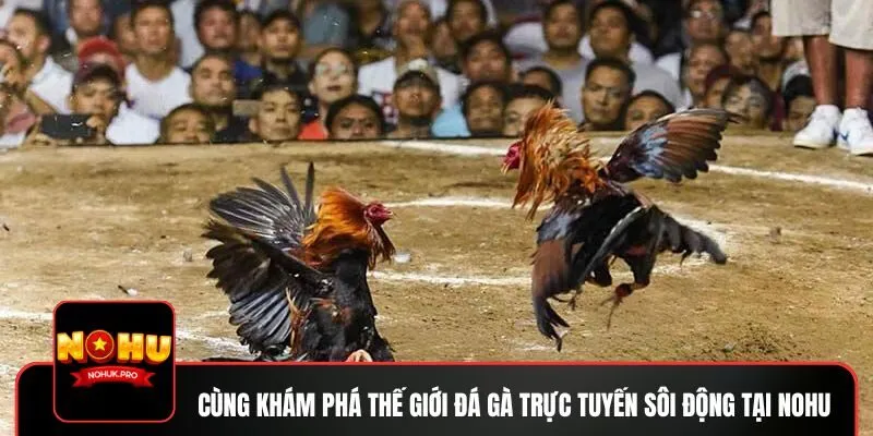 Cùng khám phá thế giới đá gà trực tuyến sôi động tại NOHU