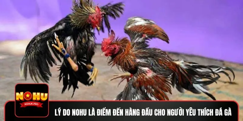Lý do NOHU là điểm đến hàng đầu cho người yêu thích đá gà